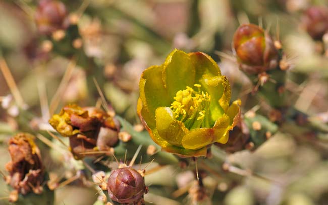 Arizona Pencil Cholla has bright yellow to bronze to brick red flowers with yellow anthers. This species blooms from May to June. Cylindropuntia arbuscular